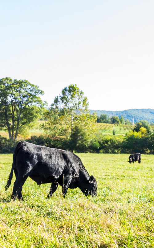 Black cow grazing in a green field with trees and mountains in the background