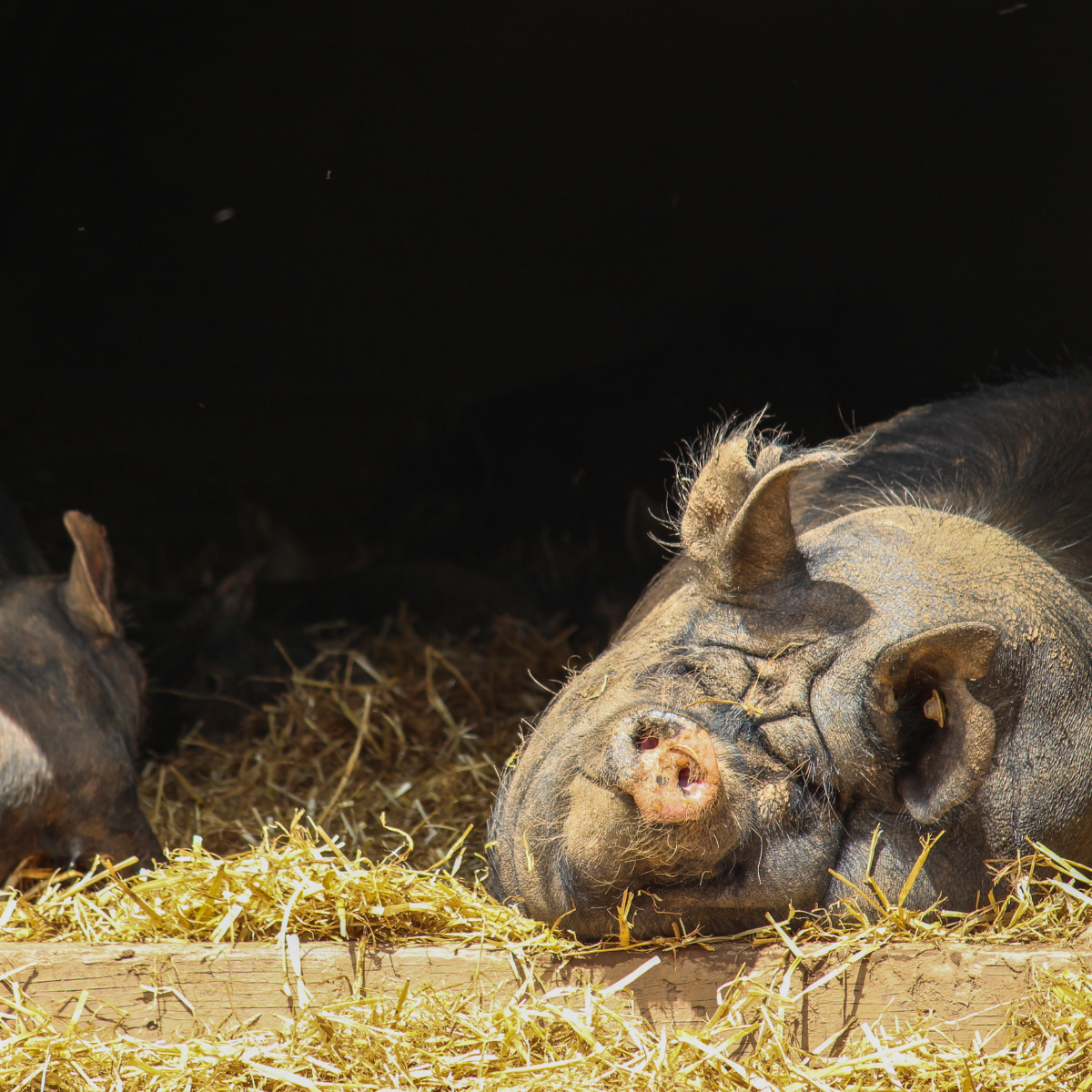 berkshire pig relaxing in straw