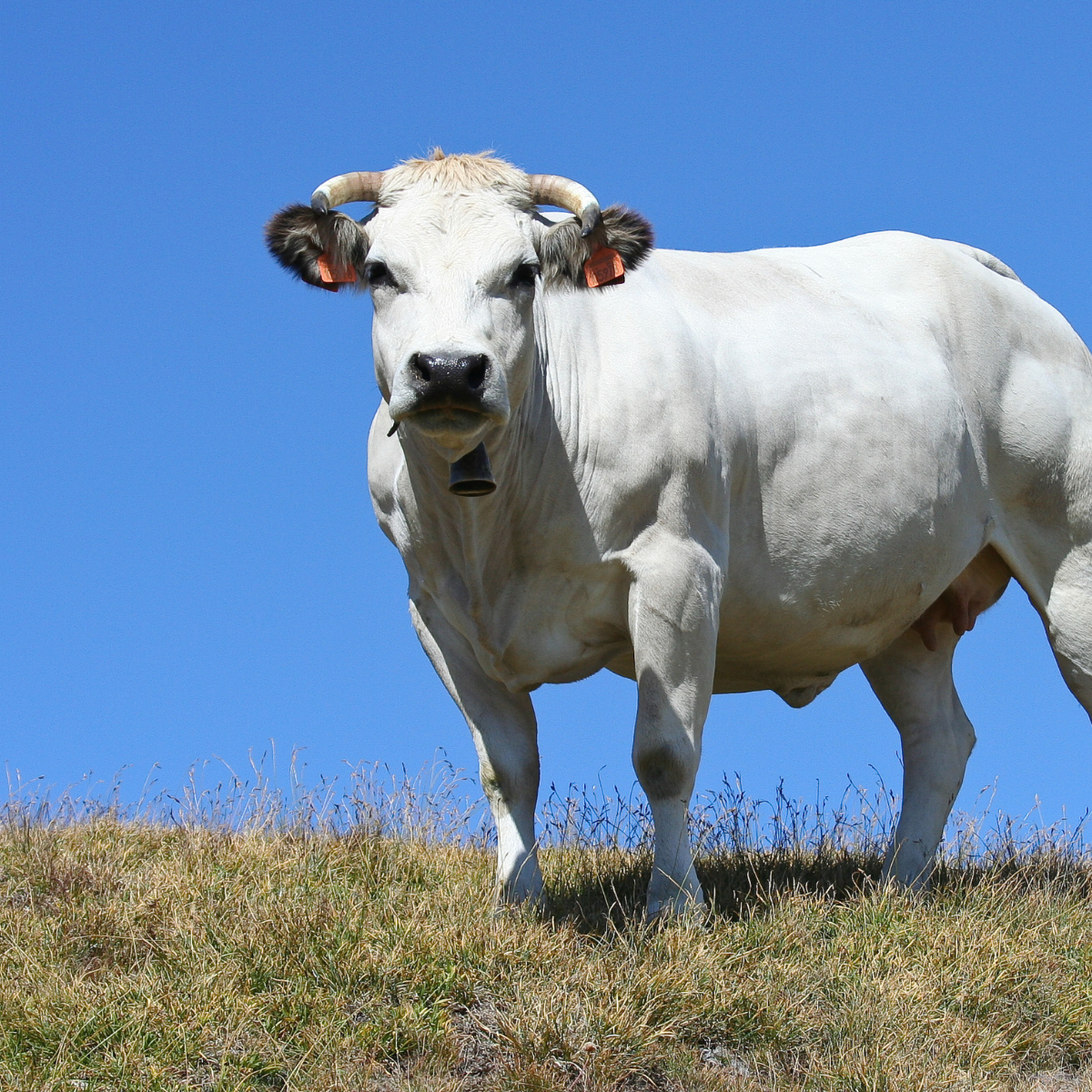 white cow in field