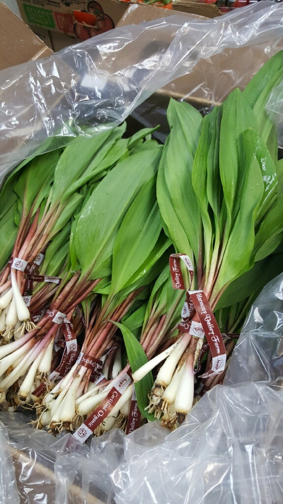 Bundles of green ramps with red stems in a plastic bag, with a cardboard box in the background.
