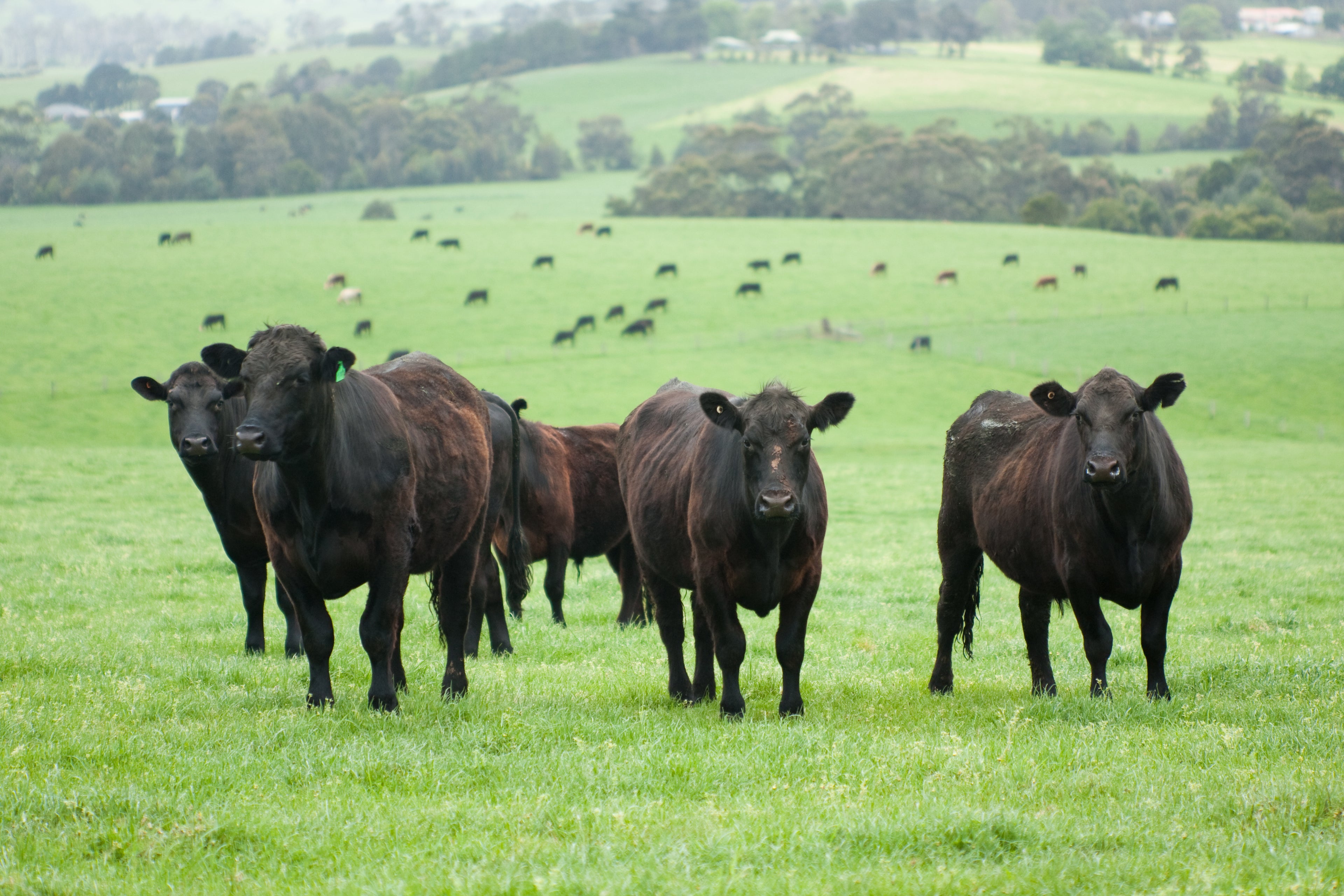 Group of black cows standing in a green field with a scenic background