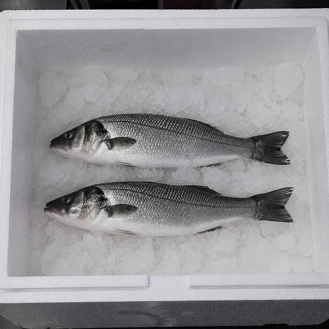 Two fish in a container of ice