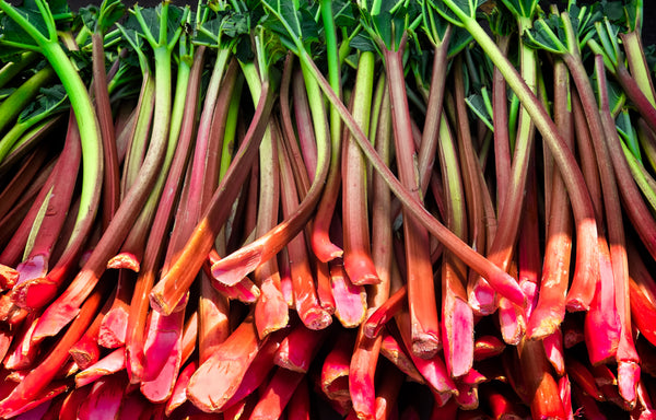 Close-up of fresh rhubarb with green leaves and red stems.
