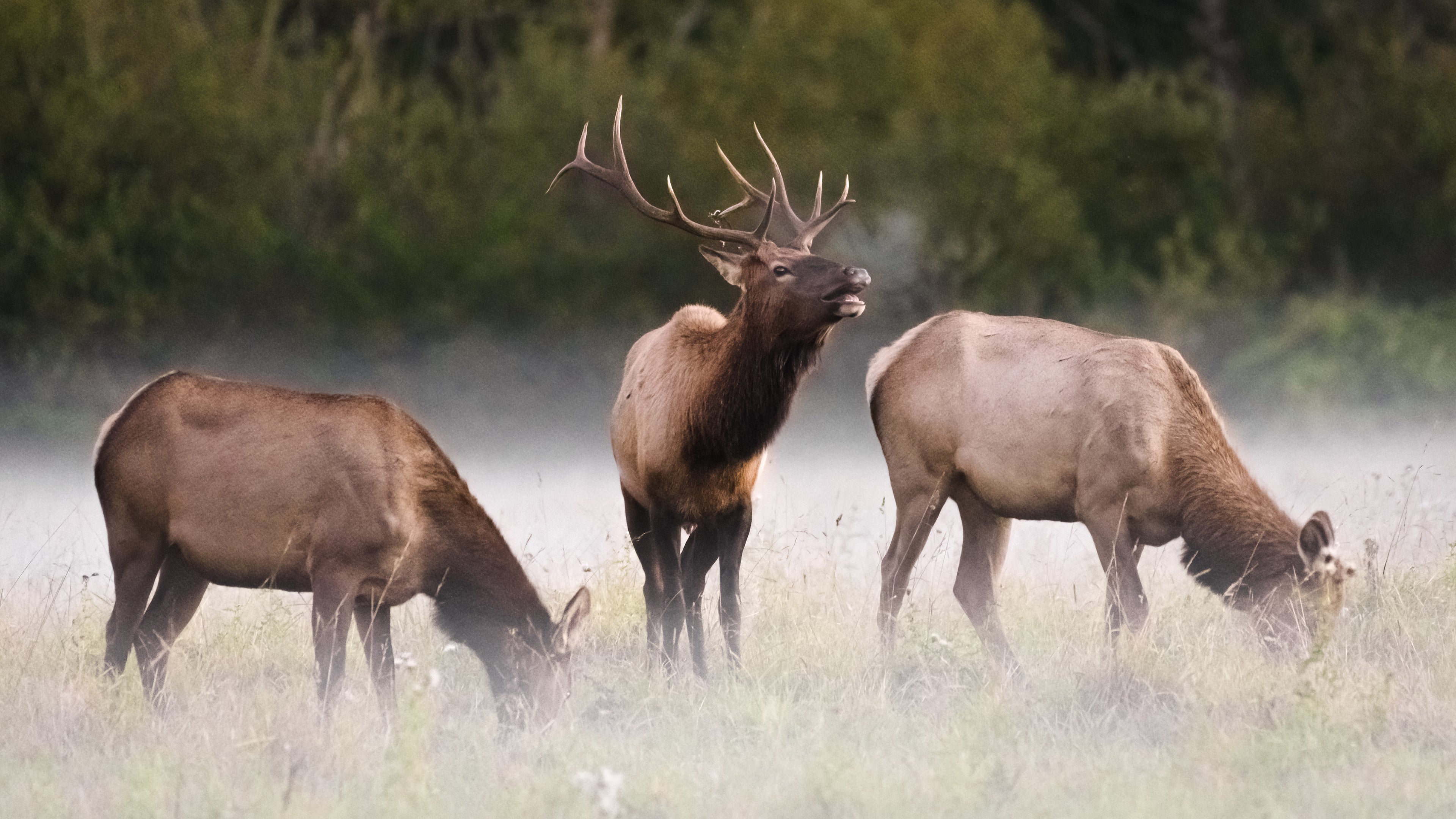 elk in a field