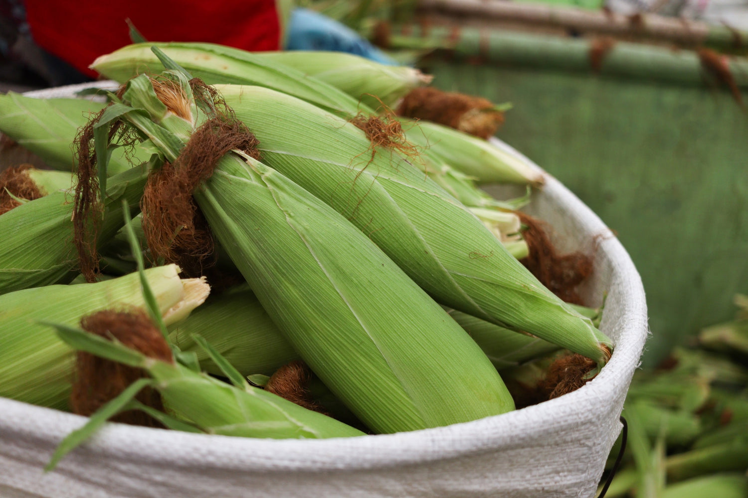ears of unpeeled sweet corn