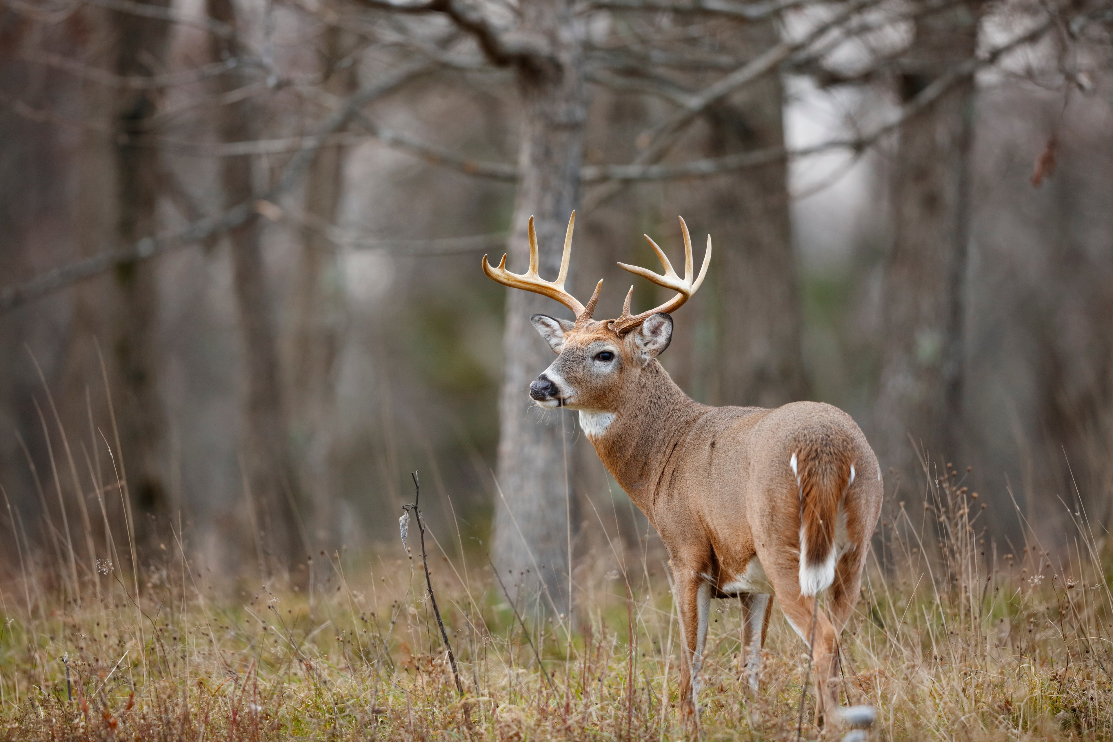a white tailed deer buck in a forest
