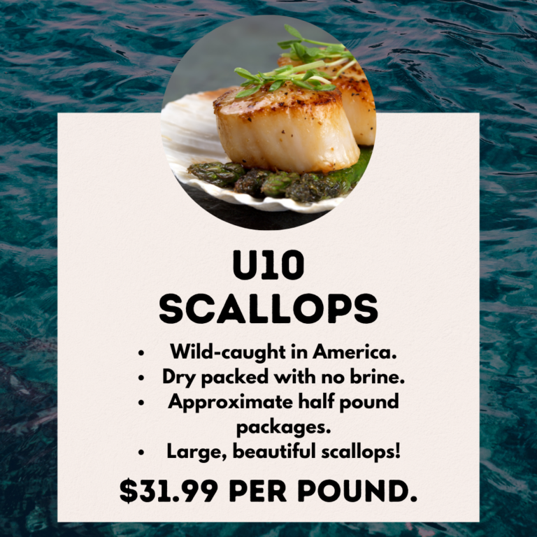 11. U10 Scallops