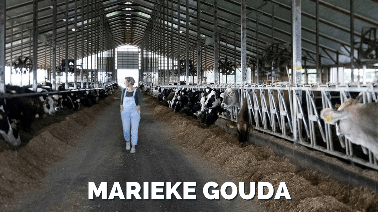 Marieke walking down center of barn with cows