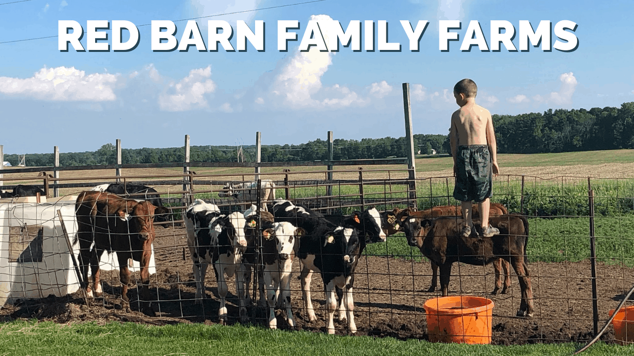 Kid on farm feeding calves