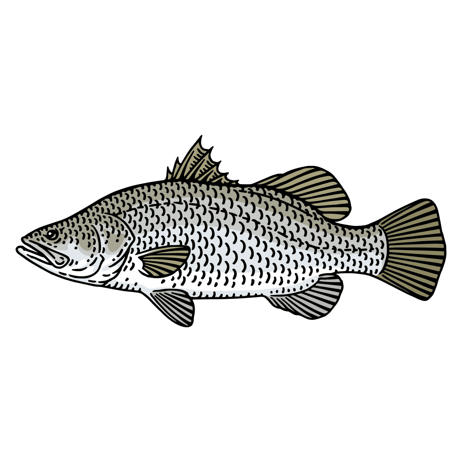 learn-about-barramundi-recipes-included-lgcm